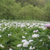 供应油用牡丹种苗