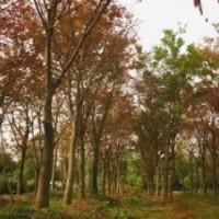 江苏胸径5公分6公分7公分红榉树报价