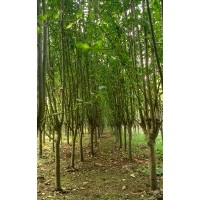 河北西府海棠 保定西府海棠 定兴县西府海棠3-7公分