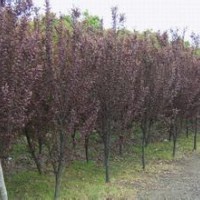 地径8公分速生红叶李报价，江苏红叶李基地