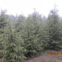 南京3米雪松报价4米雪松销售