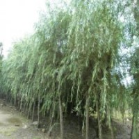 精品的柳树的繁殖方法