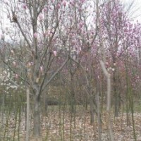 10公分紫玉兰的批发价格