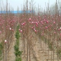 12公分紫玉兰的批发价格