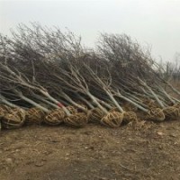 紫玉兰价格，7公分200元，江苏货源