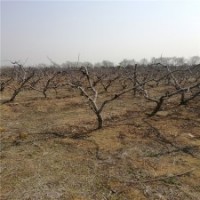 12公分桃树的价格表