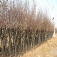 15公分红叶李，产地直销，价格优惠