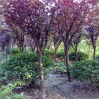 14公分红叶李，产地直销，价格优惠