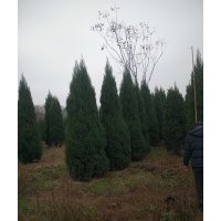 塔柏（刺柏、桧柏）