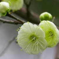 绿梅、红梅、腊梅的报价