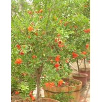 产地6公分花石榴的上车价格是150元