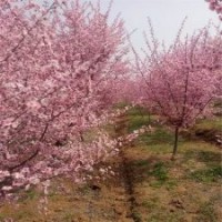 基地直销5公分美人梅，优惠价40元一棵