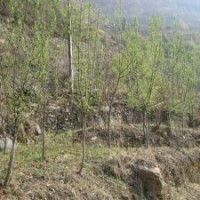 2公分木瓜海棠苗卖5元