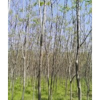 栾树4～8公分