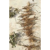 2年生紫斑牡丹种生苗