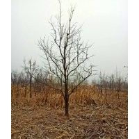 15公分柿子树价格（工程苗木）