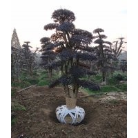 供应南京 杭州征地树桩10-12-15-20公分造型红花继木桩