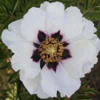 紫斑牡丹 品种嫁接苗 黑发女郎