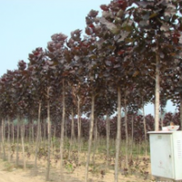 红叶杨常年批发供应红叶杨价格优惠，规格有2-8公分