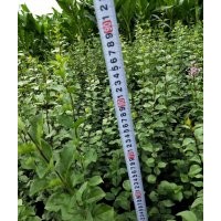 出售自家小叶丁香80公分往上