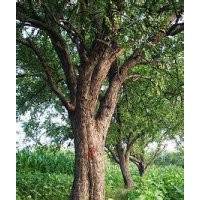 现在丛生20公分榔榆报价单杆22公分榔榆供应