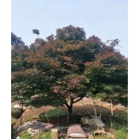 供应8——12公分中国红枫