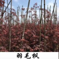 小苗系列——羽毛枫小苗