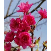 迎领新潮流的台湾牡丹樱