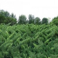 沙地柏80-100cm,丛生5-6分支，2万株