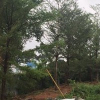 18以上小叶榄仁