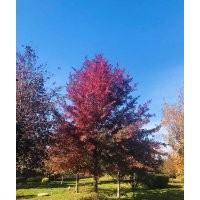 北美红栎10cm-25cm(沼生栎、娜塔栎、夏栎、多枝栎)