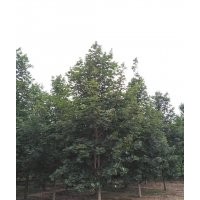 挪威槭12cm-18cm（绿宝石皇后、红国王、绿柱）