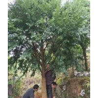 米径8至18公分的红豆杉