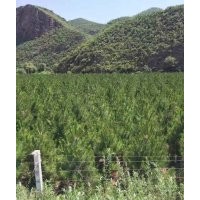 樟子松、油松，2米、2.5米、3米的