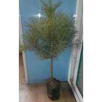 供应樟子松杯苗30公分至50高