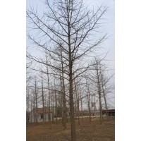 26公分银杏树价格