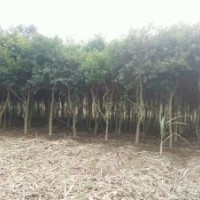 广西南宁市12-15公分铁冬青（万紫千红，红果冬青，救必应）特价