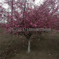 垂丝海棠基地2-10公分的报价及现场图片