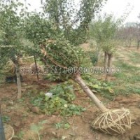 最新2-10公分红梅价格表及基地实拍图