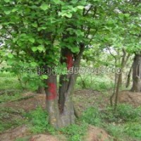 木瓜海棠常见的品种中哪种的行情***