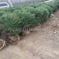 刺柏的市场报价是多少