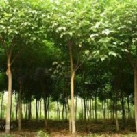 20公分优质重阳木报价提供15公分重阳木产地