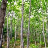 现在杜仲报价15公分杜仲批发销售