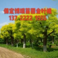 金叶白蜡价格，10公分金叶槐多少钱，金叶白蜡基地