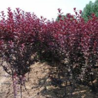 紫叶矮樱