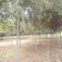 10公分榉树的市场报价