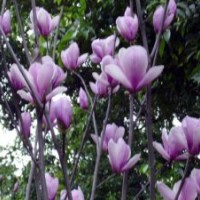 14公分紫玉兰的批发价格