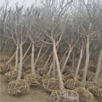 紫玉兰小苗的批发价格