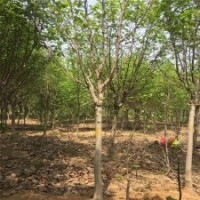 紫玉兰基地小苗的市场价格