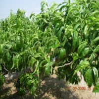 江苏桃树基地，3公分6块钱，优质货源